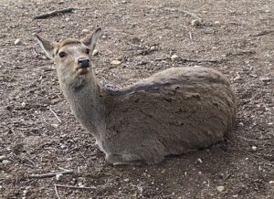 鹿 シカ 座ってる ドヤ顔 奈良公園 nara narapark deer sitting