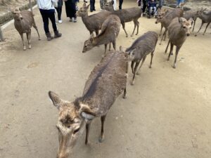 鹿 行列 crowded deers