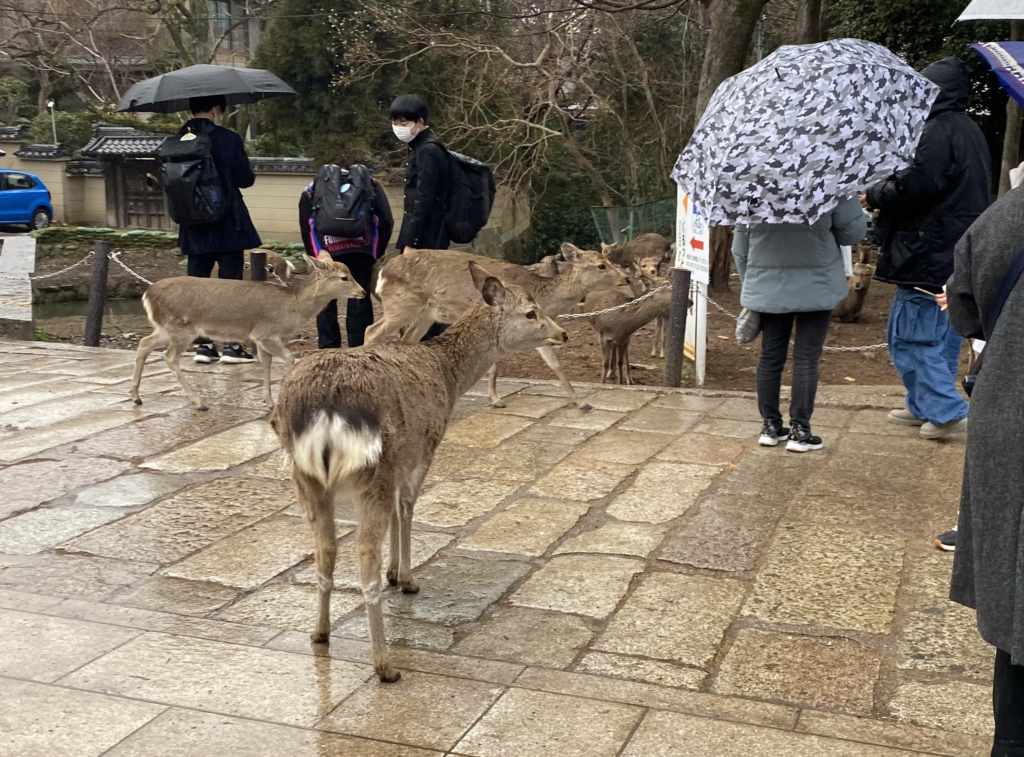 鹿 雨 deer rain