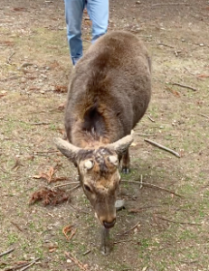 雄の鹿 オスのシカ 鹿 奈良公園 deer male nara