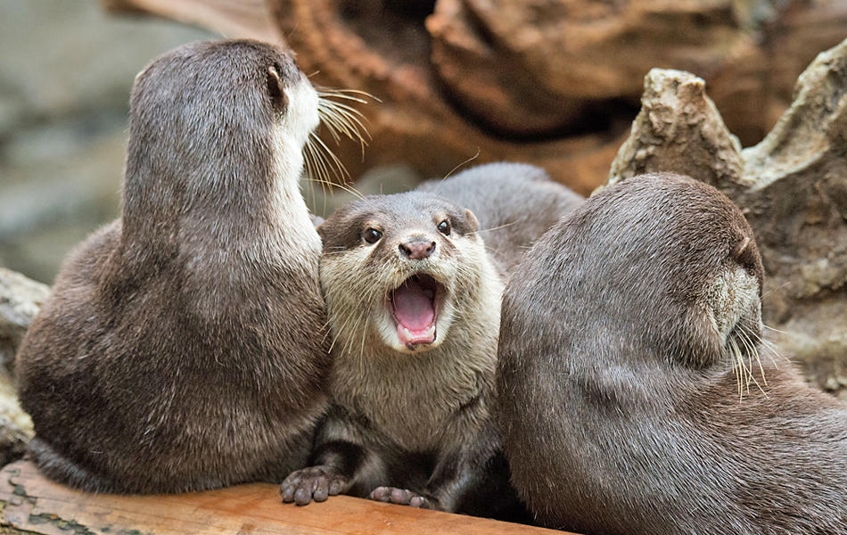 コツメカワウソ 海遊館 otter