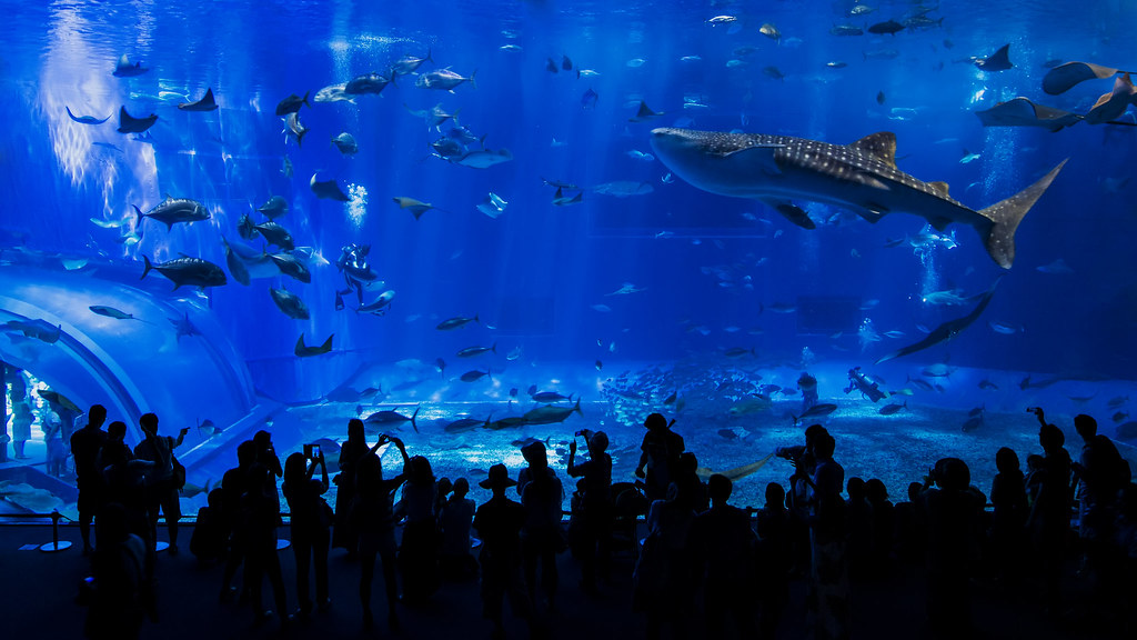 美ら海水族館 黒潮の海 水槽 日本最大